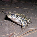 Mountain Yellow-legged Frog