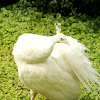 White Indian peafowl ♀