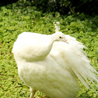 White Indian peafowl ♀