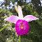 Bamboo Orchid