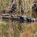 Eastern Painted Turtle