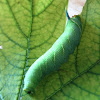 Waxed sphinx moth caterpillar