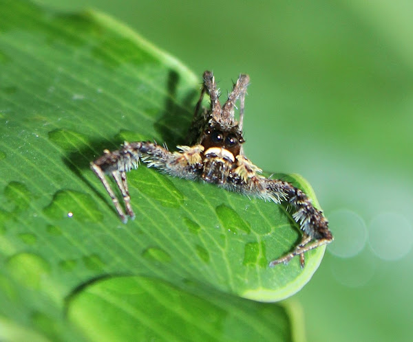 Jumping Spider | Project Noah