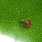 two spotted ladybug
