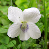 White Wood Violet