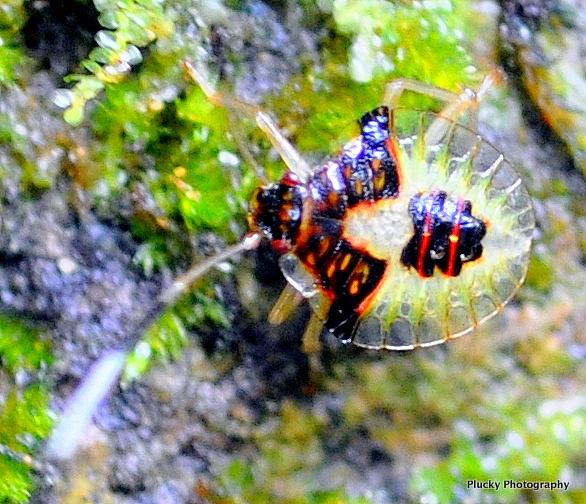 nymph