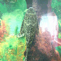 Spotted high fin pleco
