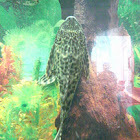 Spotted high fin pleco