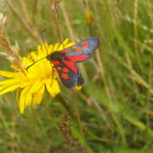 Six-spotted Burnet Moth