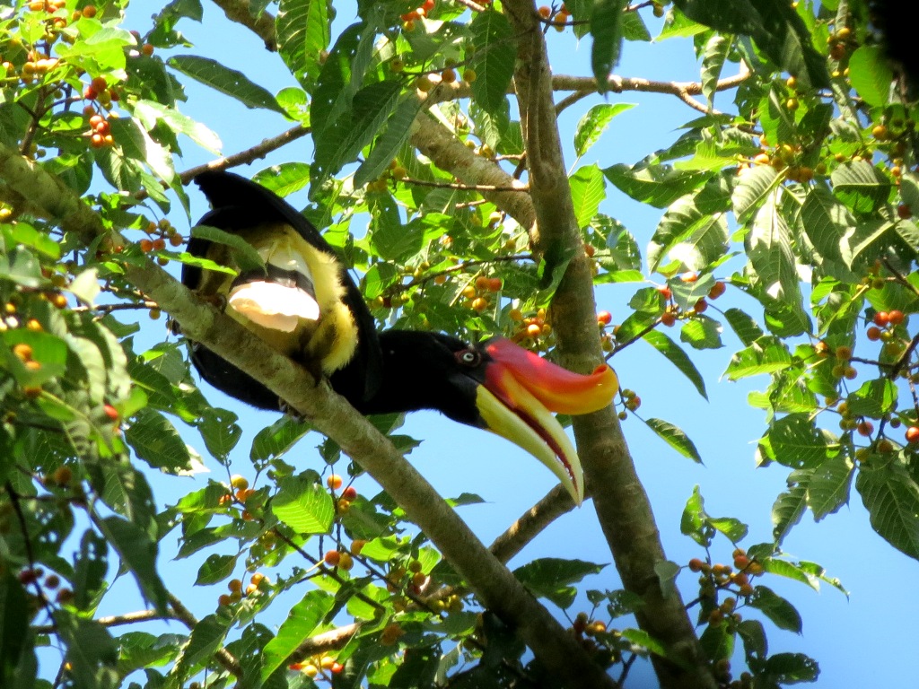 Rhinoceros Hornbill