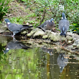 wild pigeons by Dubravka Bednaršek -  