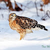 Red-shouldered Hawk