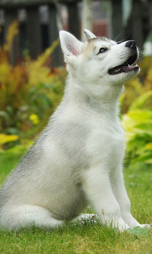 Husky HD Live Wallpaper