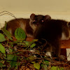Ringtail possum babies