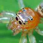 Woodland Jumping Spider
