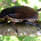 Hercules Beetle