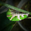 lime swallowtail.