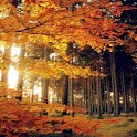 Beautiful Autumn Wallpaper logo