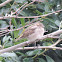 House Sparrow