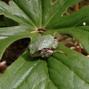 Cope's/Gray Tree Frog