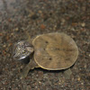 Malayan Forest Softshell