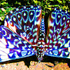 Cracker Butterfly / Borboleta Estaladeira