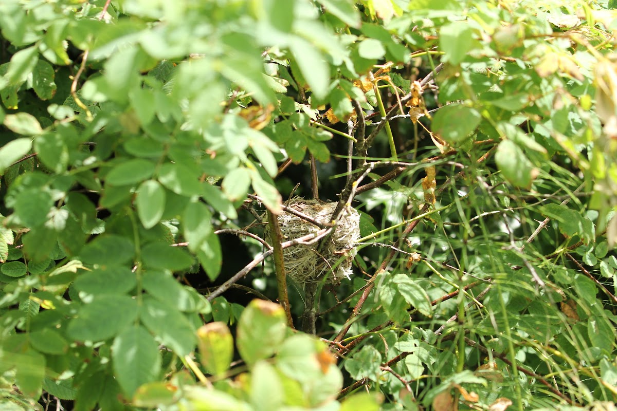 Unknown bird's nest