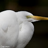 Great Egret