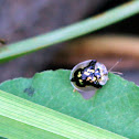 Mottled Tortoise Beetle