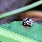 Mottled Tortoise Beetle