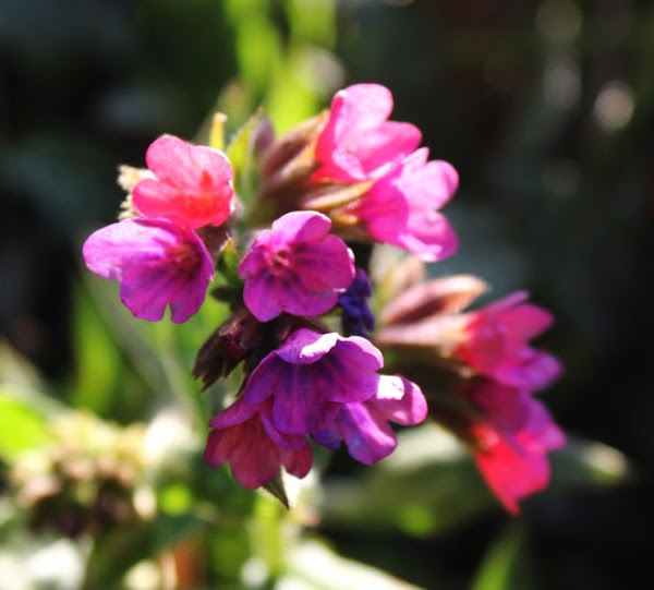African Corn Lily Project Noah