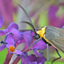 Yellow-collared scape moth