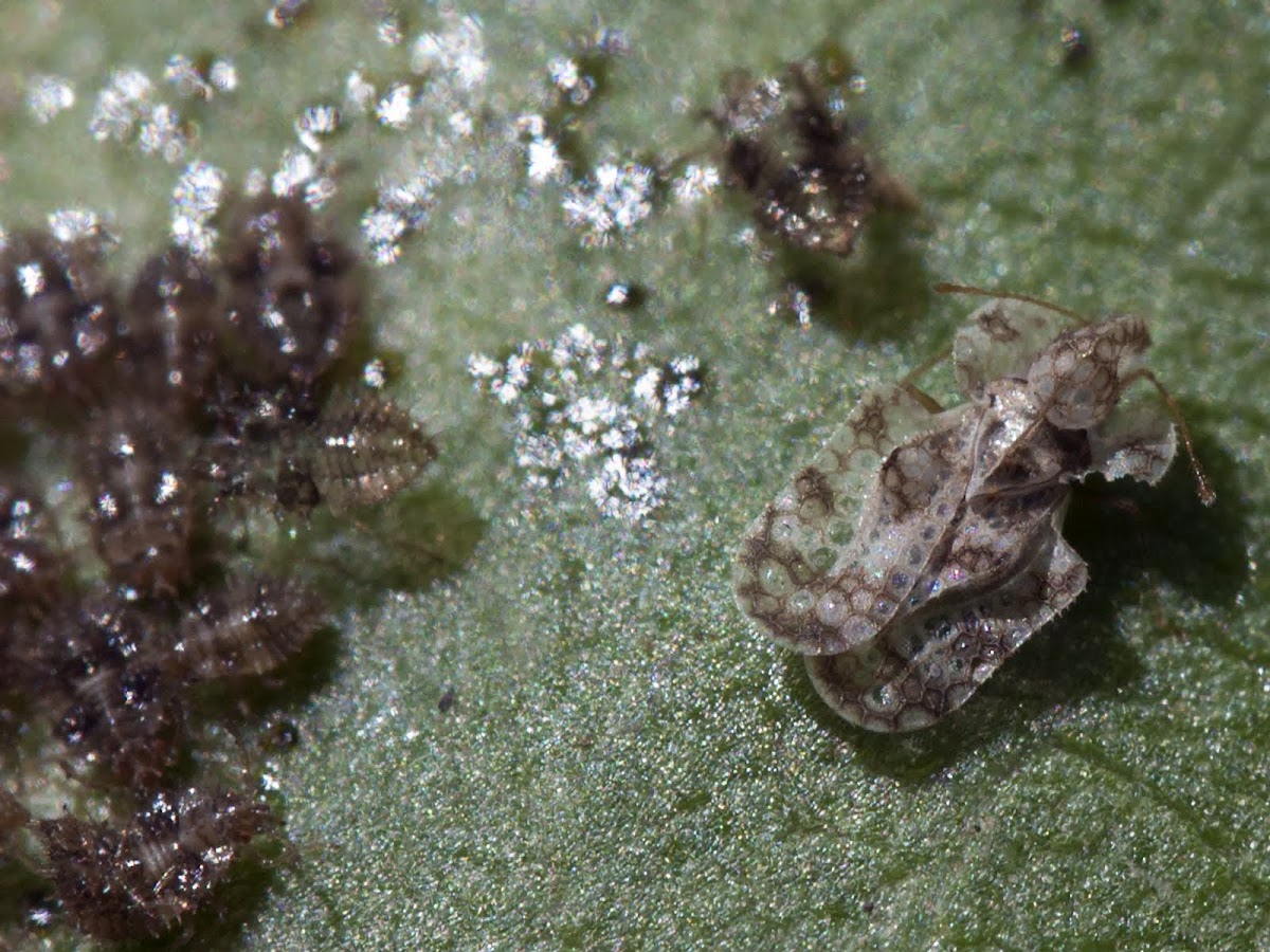 lace bug with nymphs