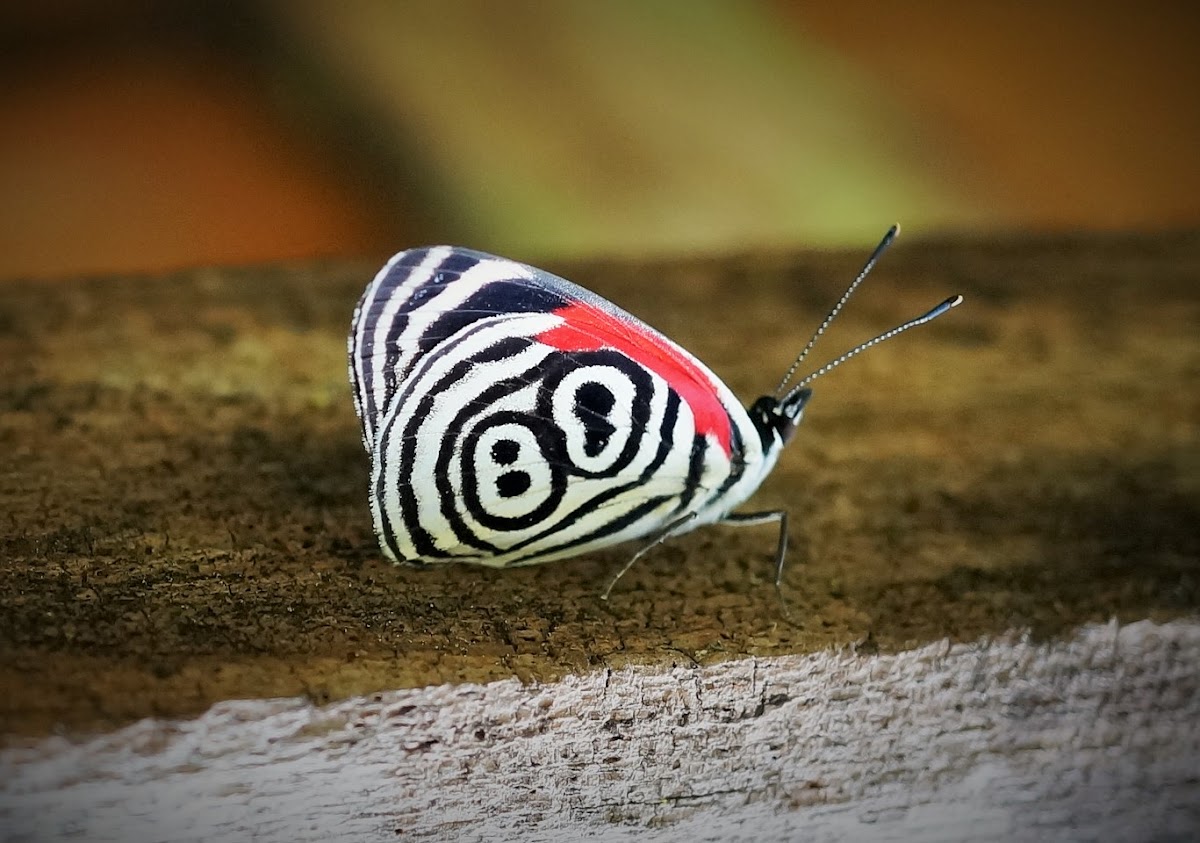 Eighty-eight butterfly