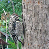 Yellow-bellied Sapsucker (female or juvenile)