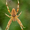 European garden spider