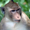 crab-eating macaque or long-tailed macaque