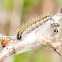 Black-veined White caterpillar; Oruga de la Blanca del Majuelo