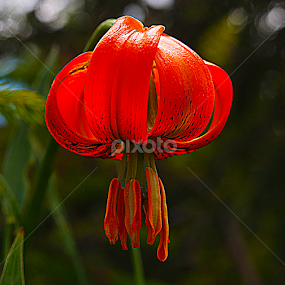 Crveni ljiljan by Darko Kireta - Flowers Flowers in the Wild