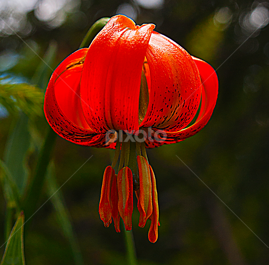 Crveni ljiljan by Darko Kireta - Flowers Flowers in the Wild
