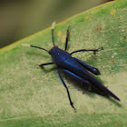 Wasp mimic-Grasshopper