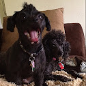 Toy poodle mixes