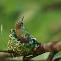 Ruby-throated Hummingbird (Juvenile)