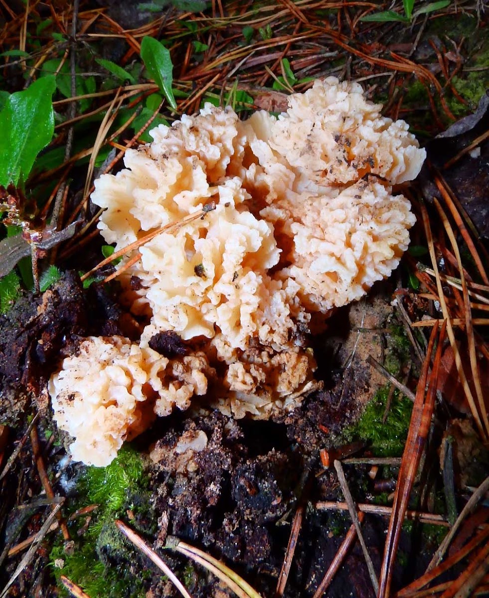 White/crested coral fungus