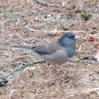 Dark-eyed junco (Oregon)