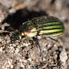 Ground Beetle