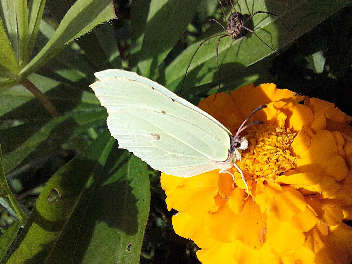 the Common Brimstone