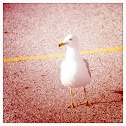 Ring-billed Gull