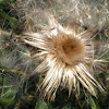 Creeping Thistle (after bloom)