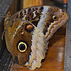 Banded-Owl Butterfly
